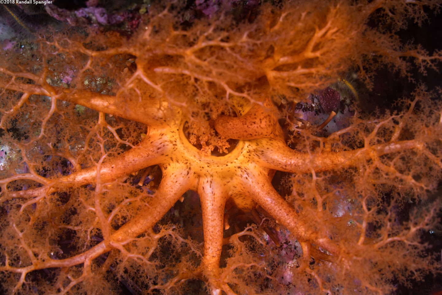 Cucumaria miniata (Orange Sea Cucumber); Stuffing a feeding tentacle in its mouth