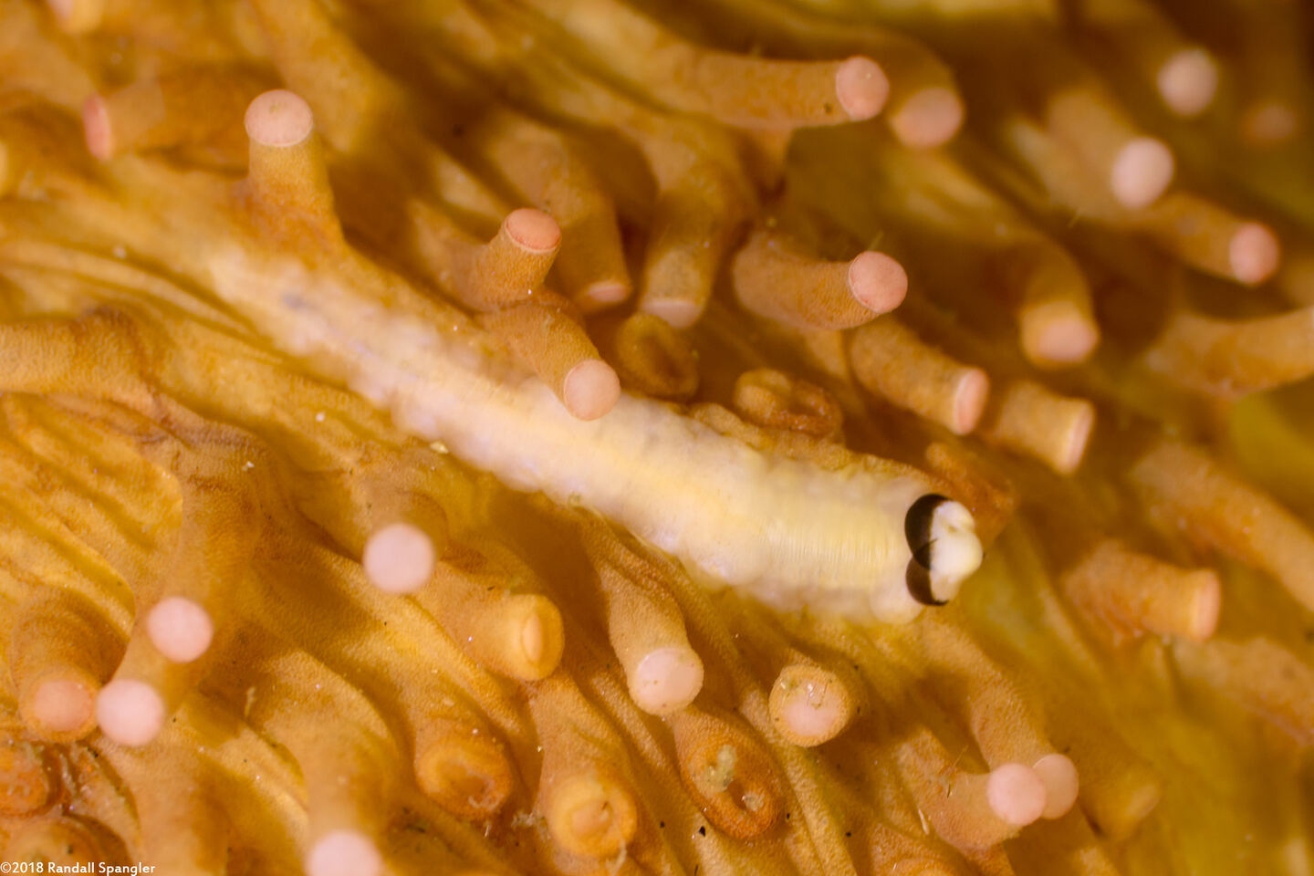 Arctonoe vittata (Yellow Scale Worm); On a warty sea cucumber