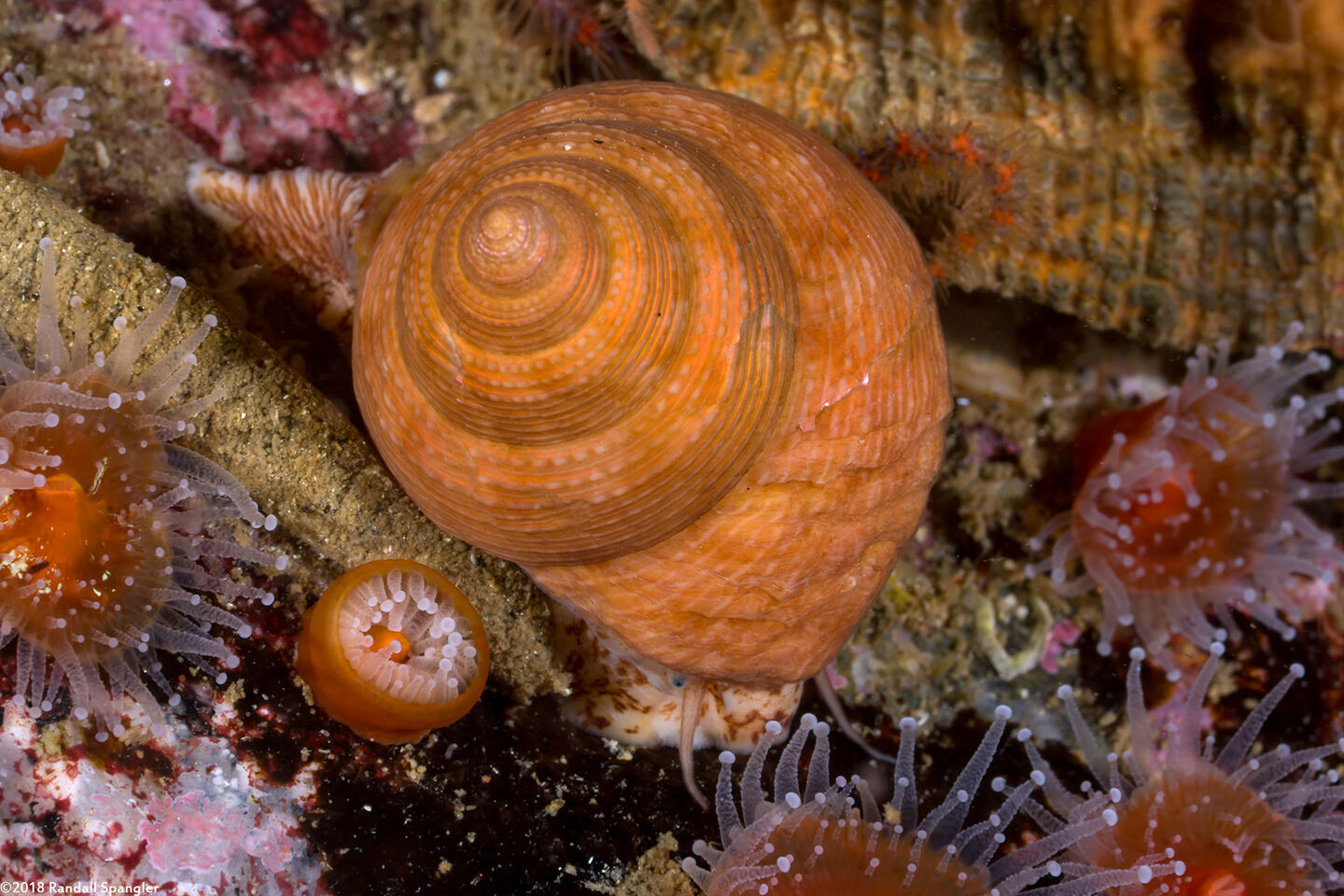 Calliostoma gloriosum (Glorious Top Snail)