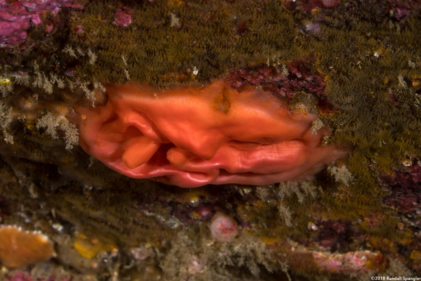 Cnemidocarpa finmarkiensis (Shiny Orange Sea Squirt); Deflated