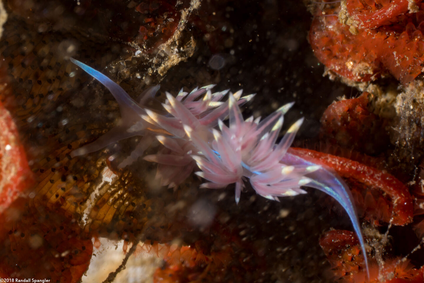 Hermissenda opalescens (Opalescent Nudibranch); Really tiny one