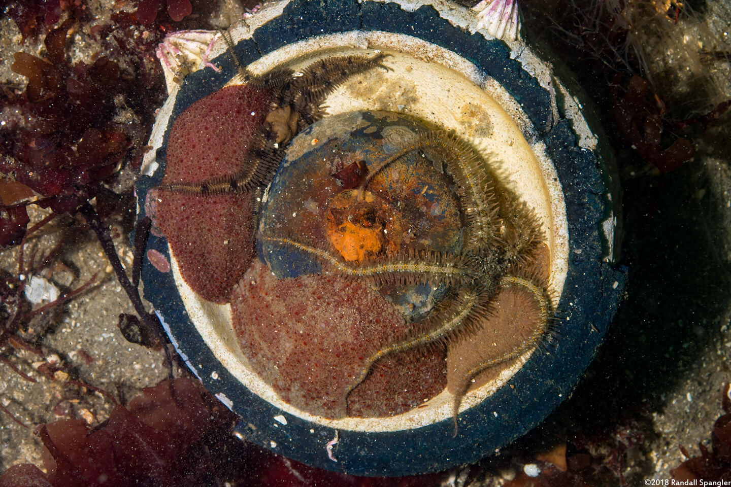 Cryptochiton stelleri (Gumboot Chiton); Small ones hiding in a shopping wheel