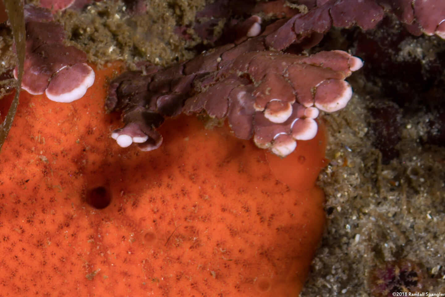 Rostanga pulchra (Red Sponge Dorid); On a sponge, hiding to the upper right