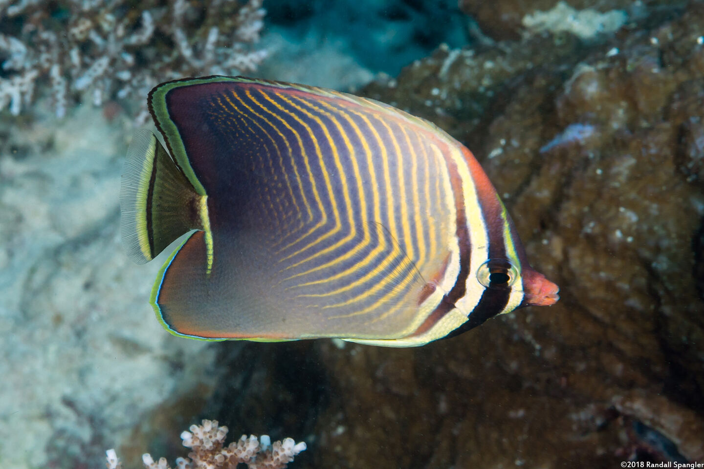 Chaetodon baronessa (Eastern Triangular Butterflyfish)