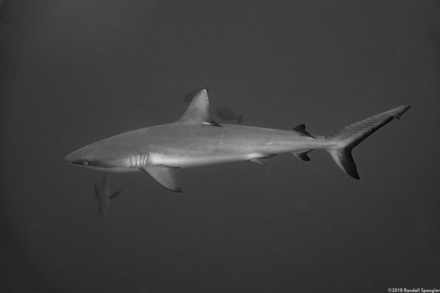 Carcharhinus amblyrhynchos (Gray Reef Shark)