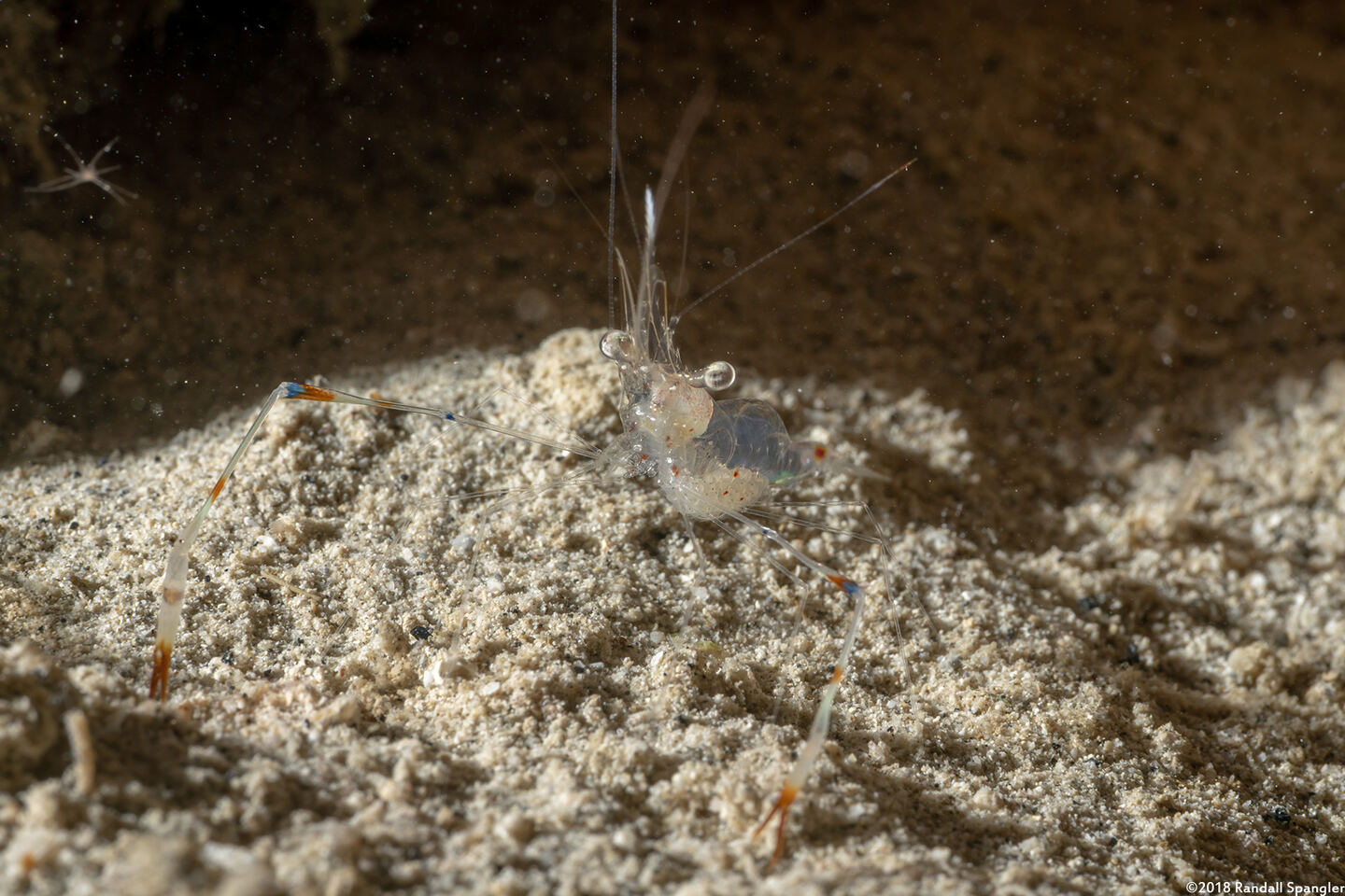 Cuapetes tenuipes (Glass Shrimp); Carrying eggs