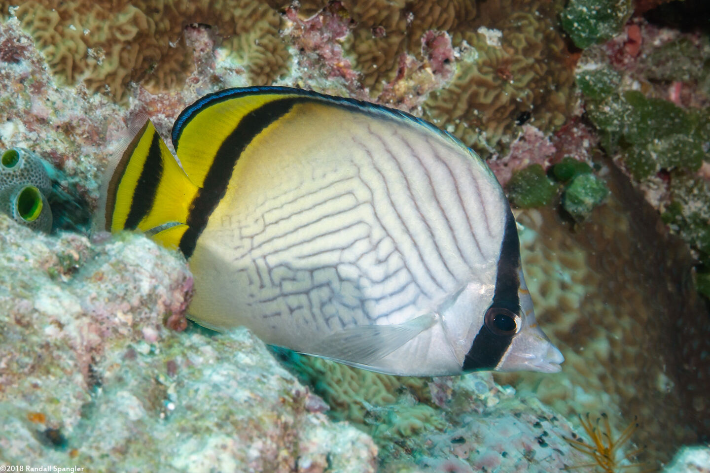 Chaetodon vagabundus (Vagabond Butterflyfish); Distorted pattern on the side