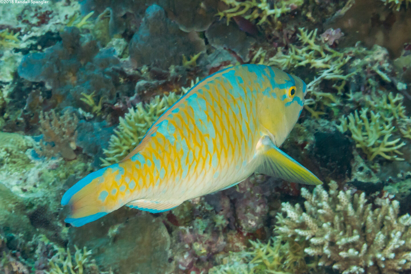 Scarus ghobban (Bluebarred Parrotfish)