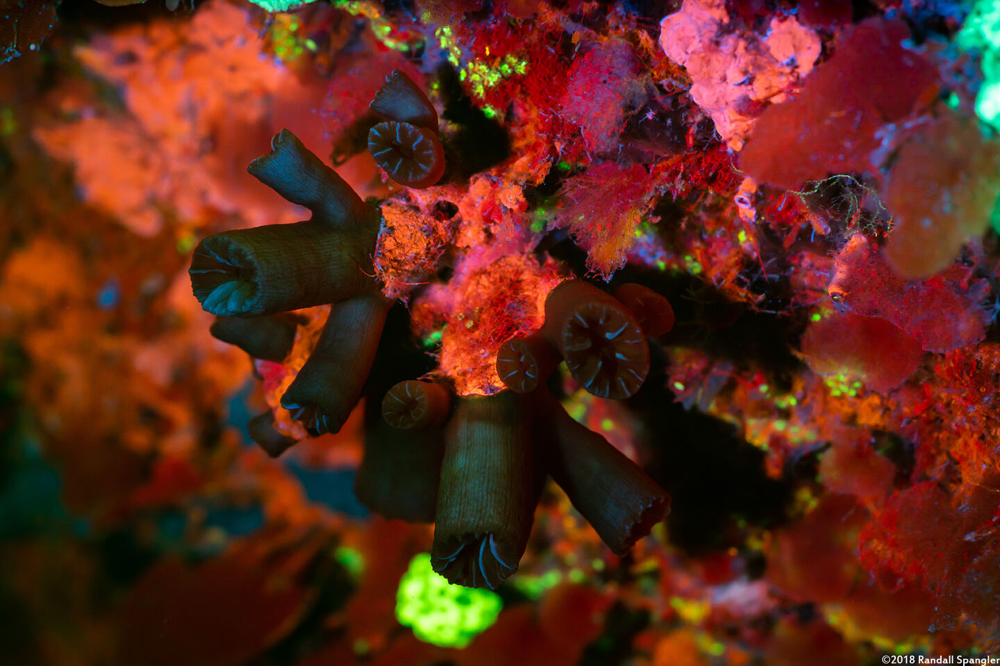 Tubastraea coccinea (Orange Cup Coral); Orange cup coral doesn't fluoresce much