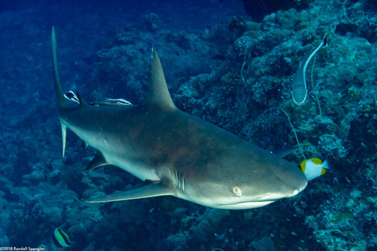 Carcharhinus amblyrhynchos (Gray Reef Shark); With sharksucker