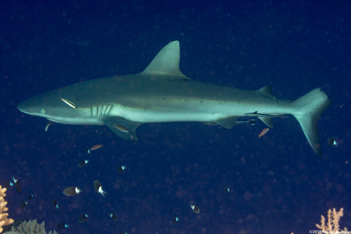 Carcharhinus amblyrhynchos (Gray Reef Shark); Tail fin probably cut by a propeller