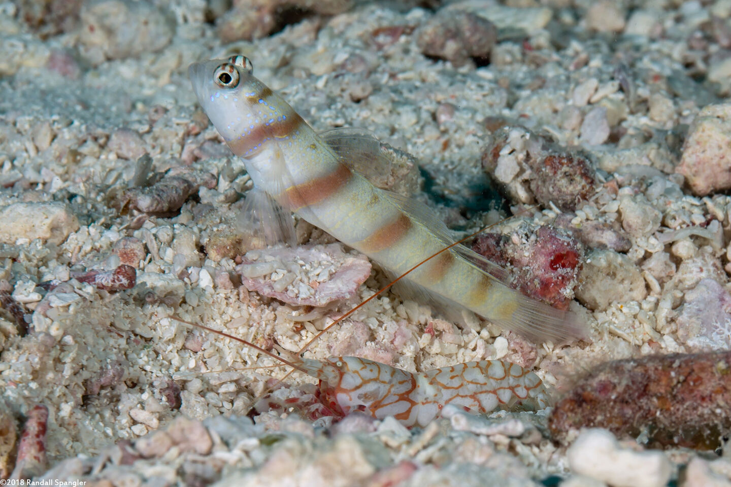 Alpheus bellulus (Tiger Snapping Shrimp); Shrimp and goby