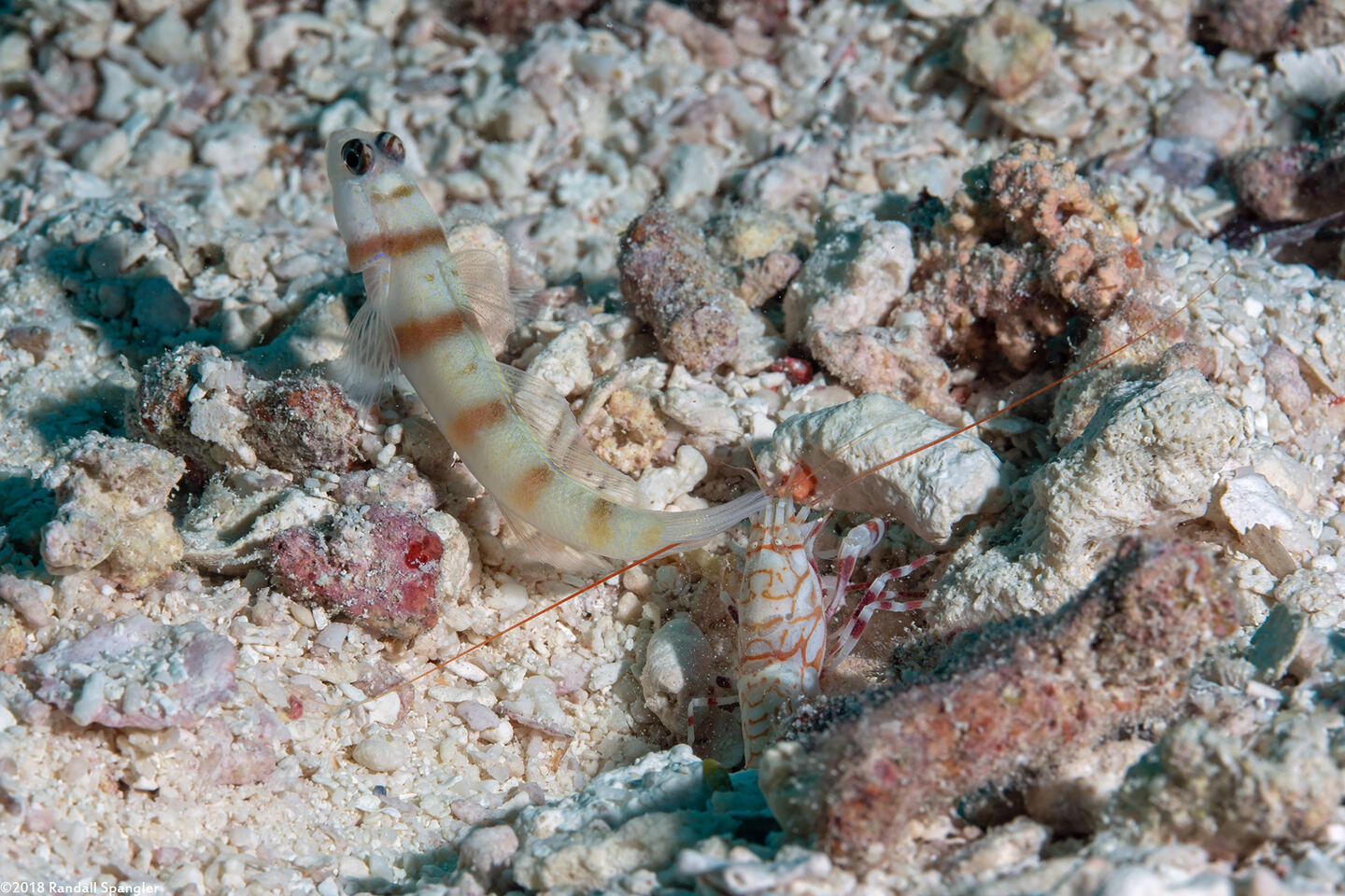 Alpheus bellulus (Tiger Snapping Shrimp); Shrimp and goby