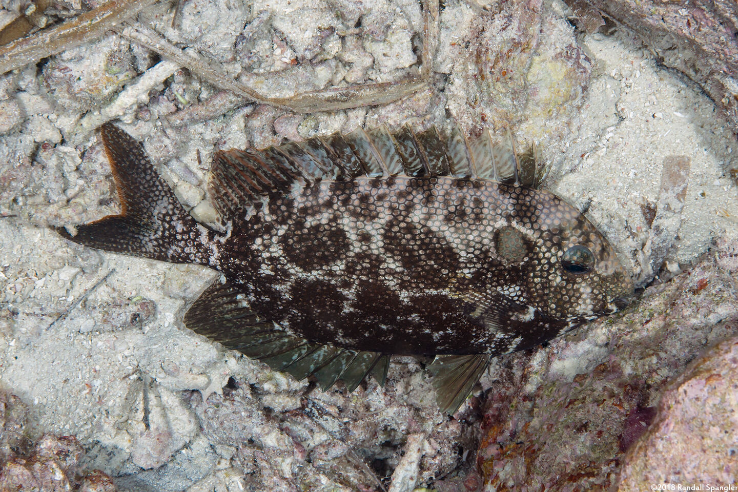Siganus punctatus (Gold-Spotted Rabbitfish); Sleeping at night
