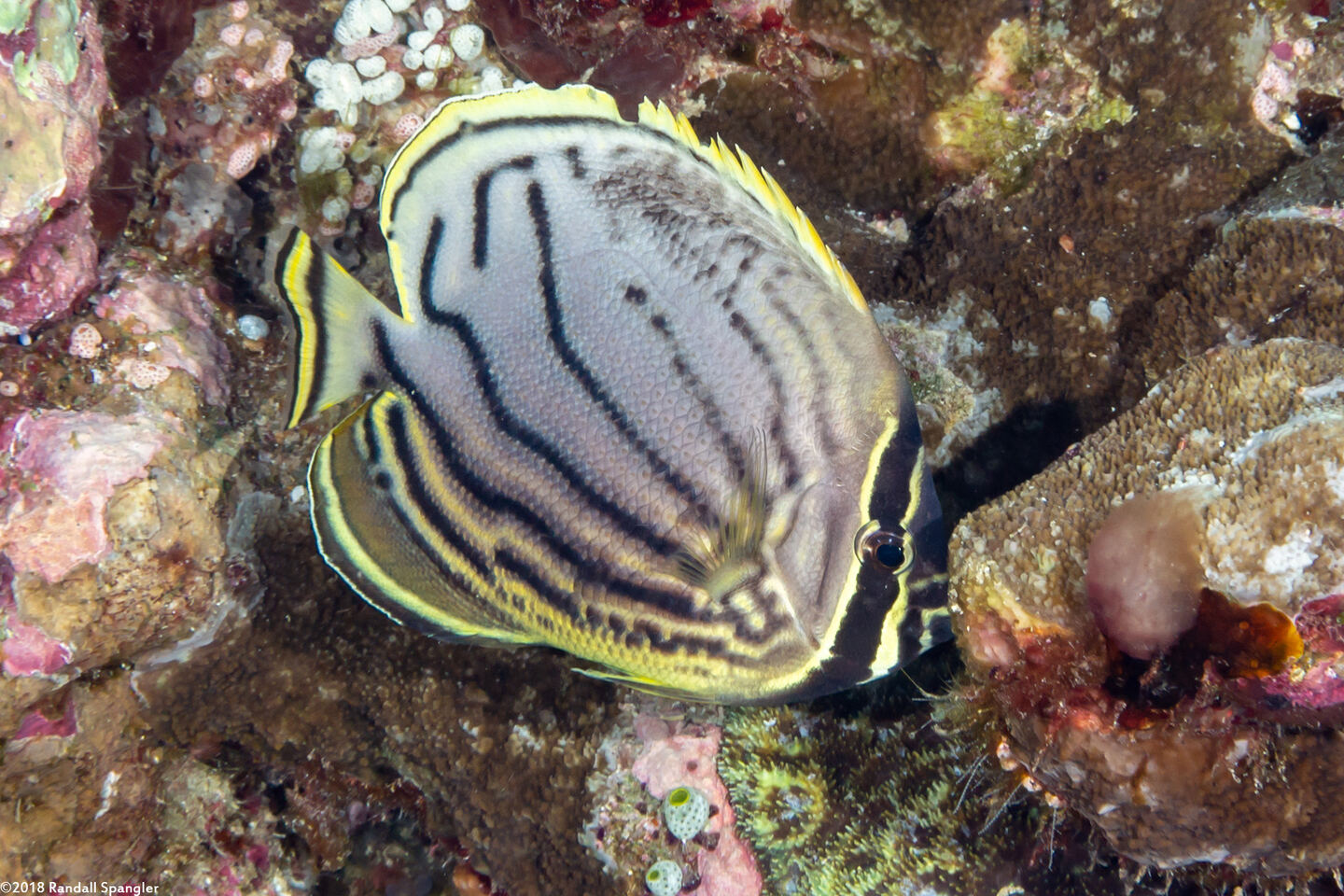Chaetodon meyeri (Meyer's Butterflyfish); Hybrid with reticulated butterflyfish