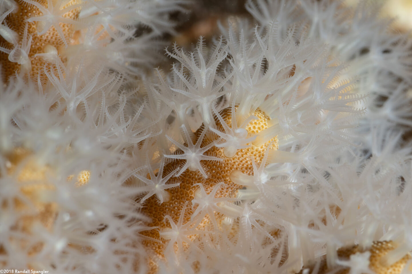 Sinularia sp.1 (Leather Coral); Close up