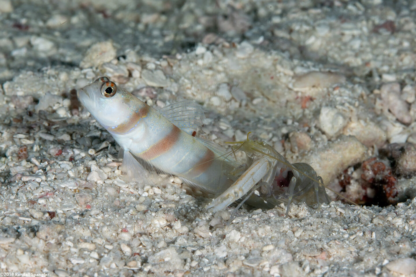 Alpheus djeddensis (Djedda Alpheus); With shrimp companion