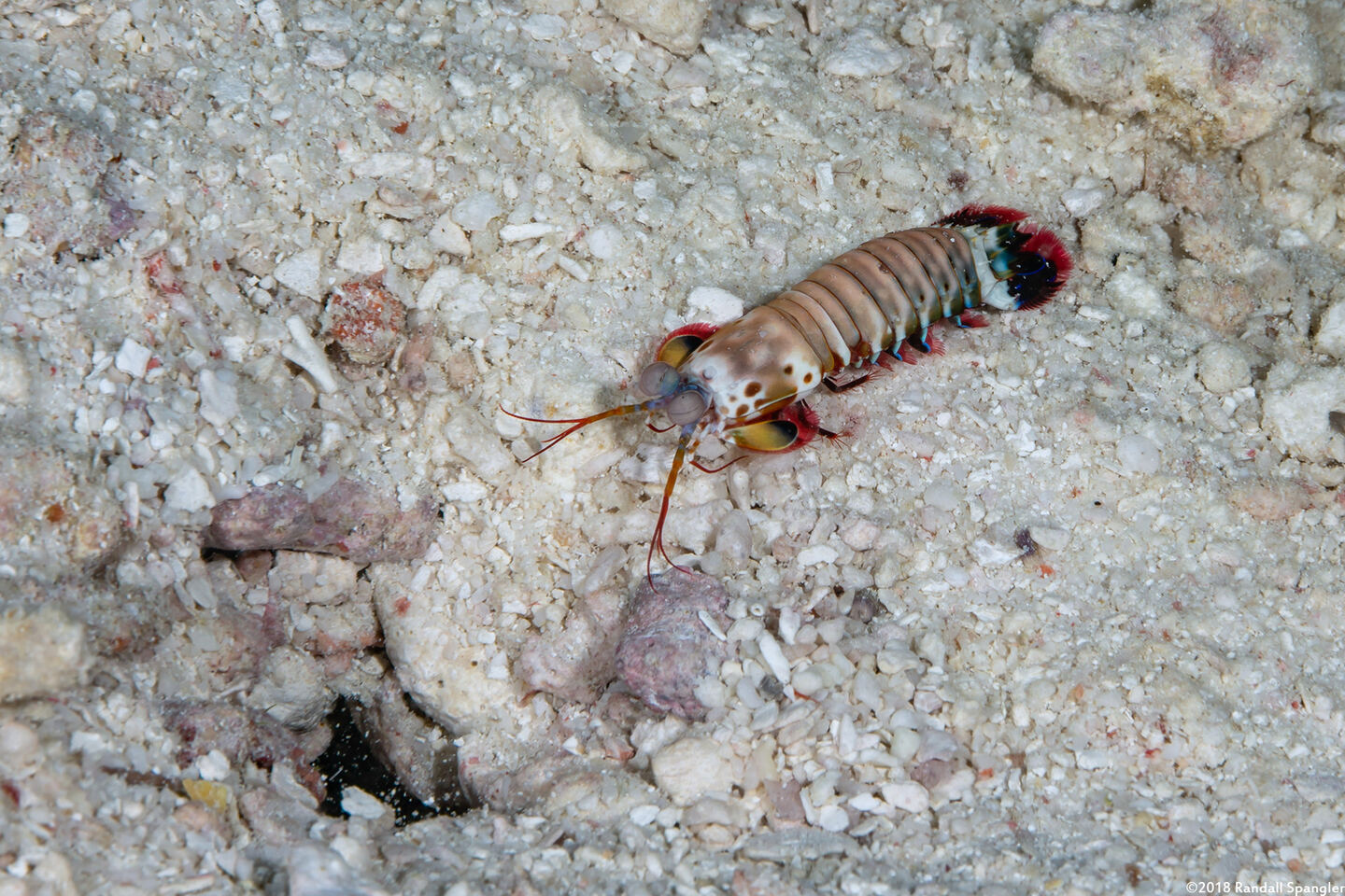 Odontodactylus scyllarus (Peacock Mantis Shrimp); Mantis shrimp and its burrow