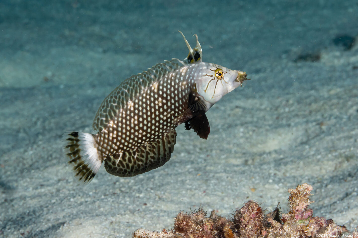 Novaculichthys taeniourus (Rockmover Wrasse); Moving a rock
