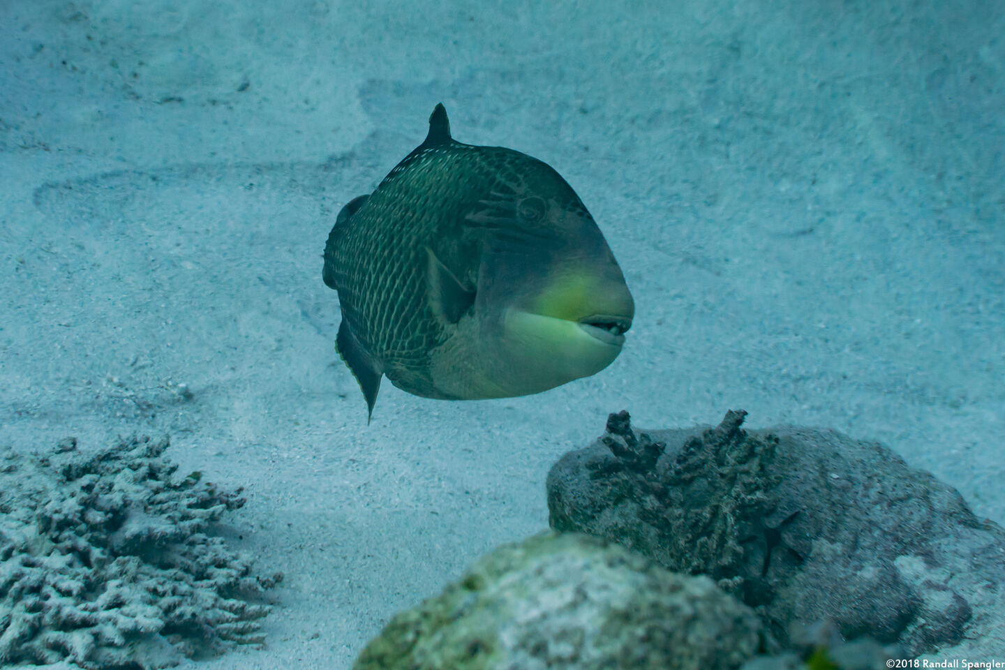 Pseudobalistes flavimarginatus (Yellowmargin Triggerfish); Triggerfish defending its nest