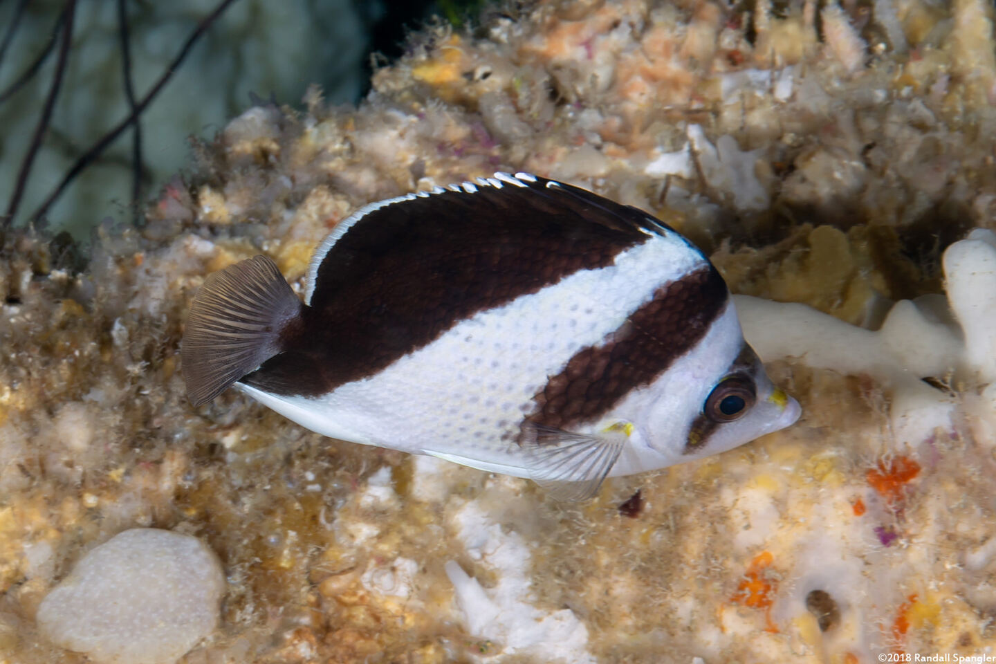 Chaetodon burgessi (Black and White Butterflyfish)