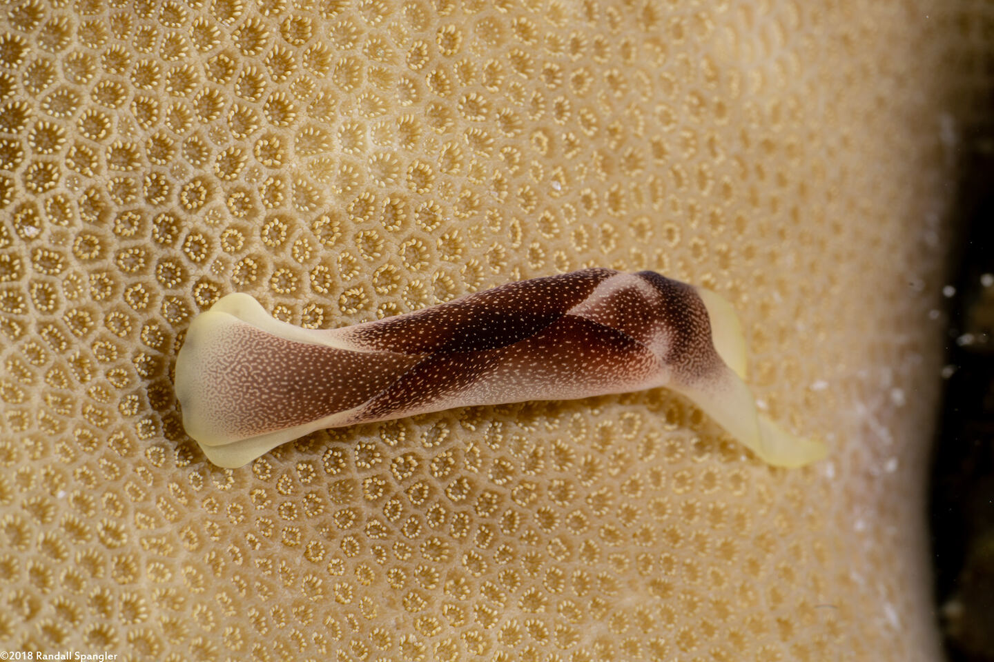 Chelidonura amoena (Lovely Headshield Slug)