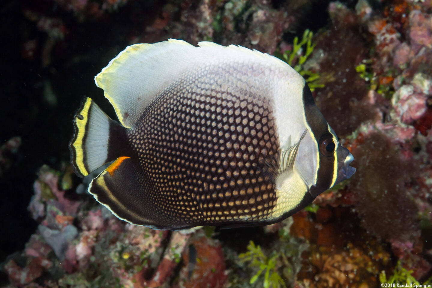 Chaetodon reticulatus (Reticulated Butterflyfish); Hybrid with Meyer's butterflyfish