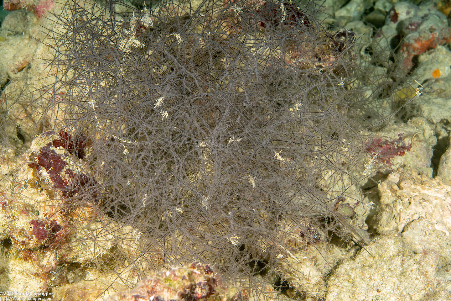 Antipathes sp.1 (Black Coral)