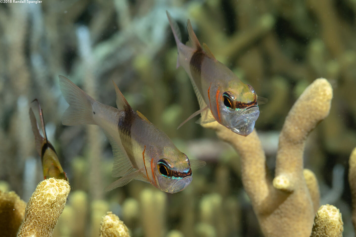 Taeniamia zosterophora (Girdled Cardinalfish); The right one has eggs in its mouth