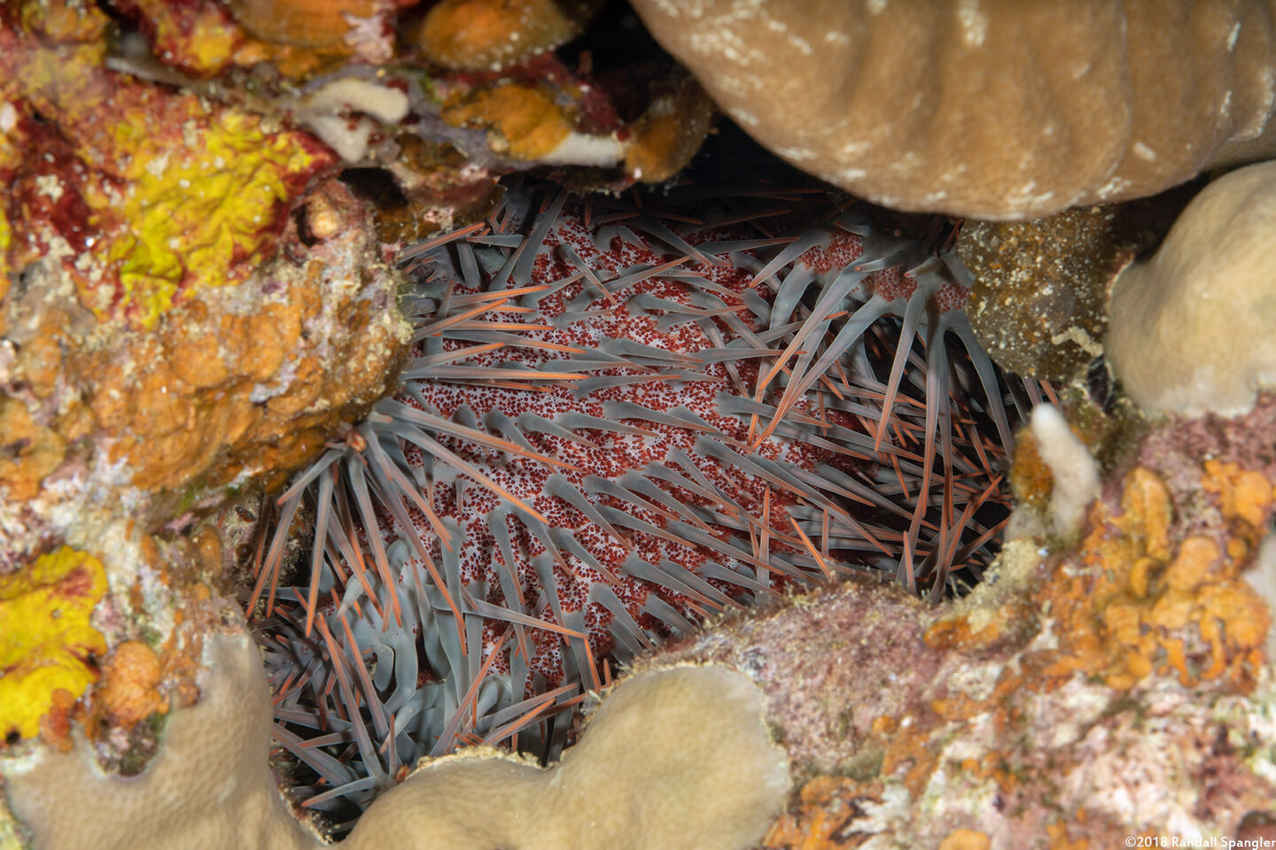 Acanthaster planci (Crown-of-Thorns Star); Hiding in a hole in the coral