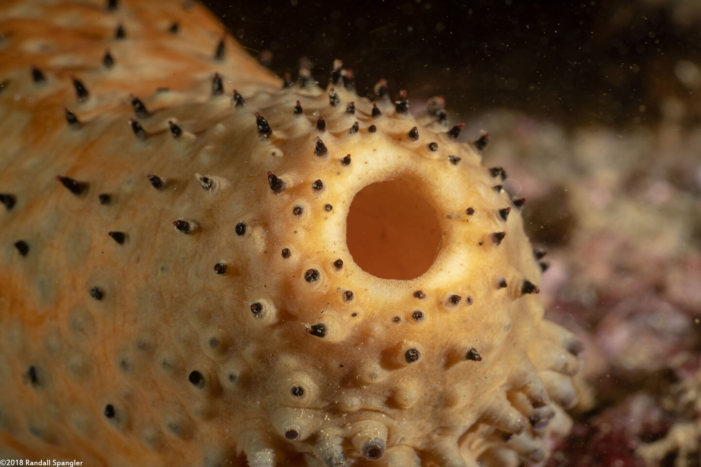 Apostichopus parvimensis (Warty Sea Cucumber); Rear end