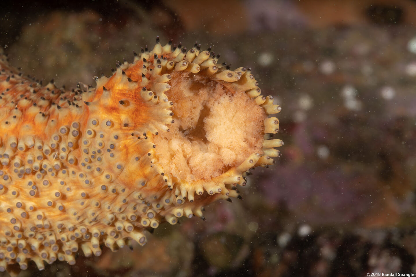 Apostichopus parvimensis (Warty Sea Cucumber); Mouth