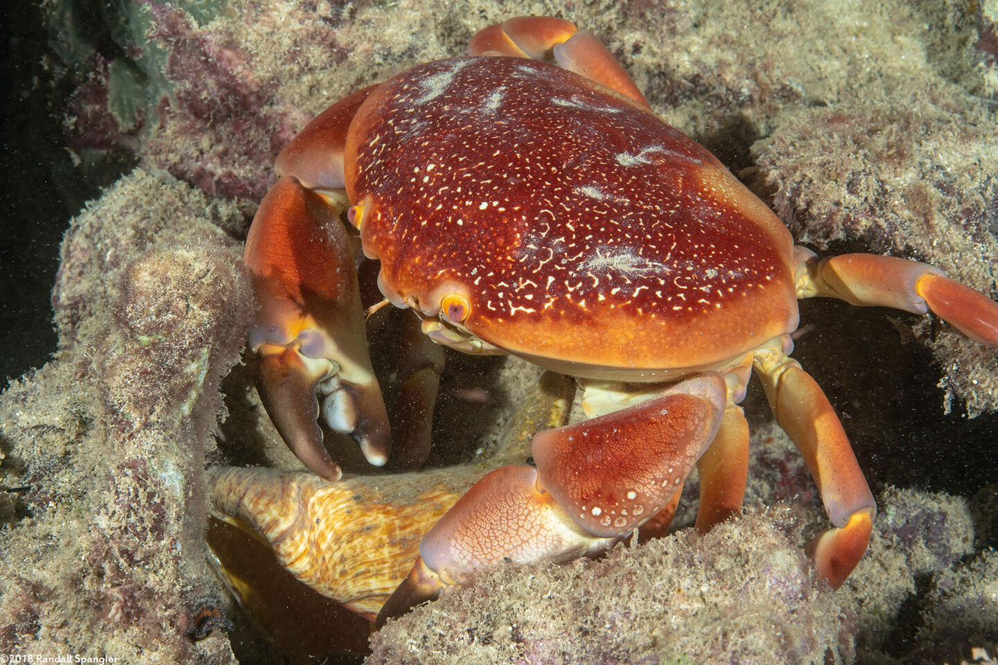 Carpilius corallinus (Batwing Coral Crab); Eating a conch