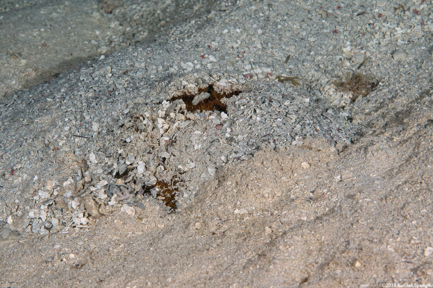Meoma ventricosa (Red Heart Urchin); Hiding under the sand