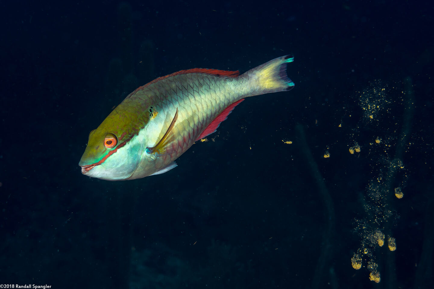 Sparisoma aurofrenatum (Redband Parrotfish); Making sand