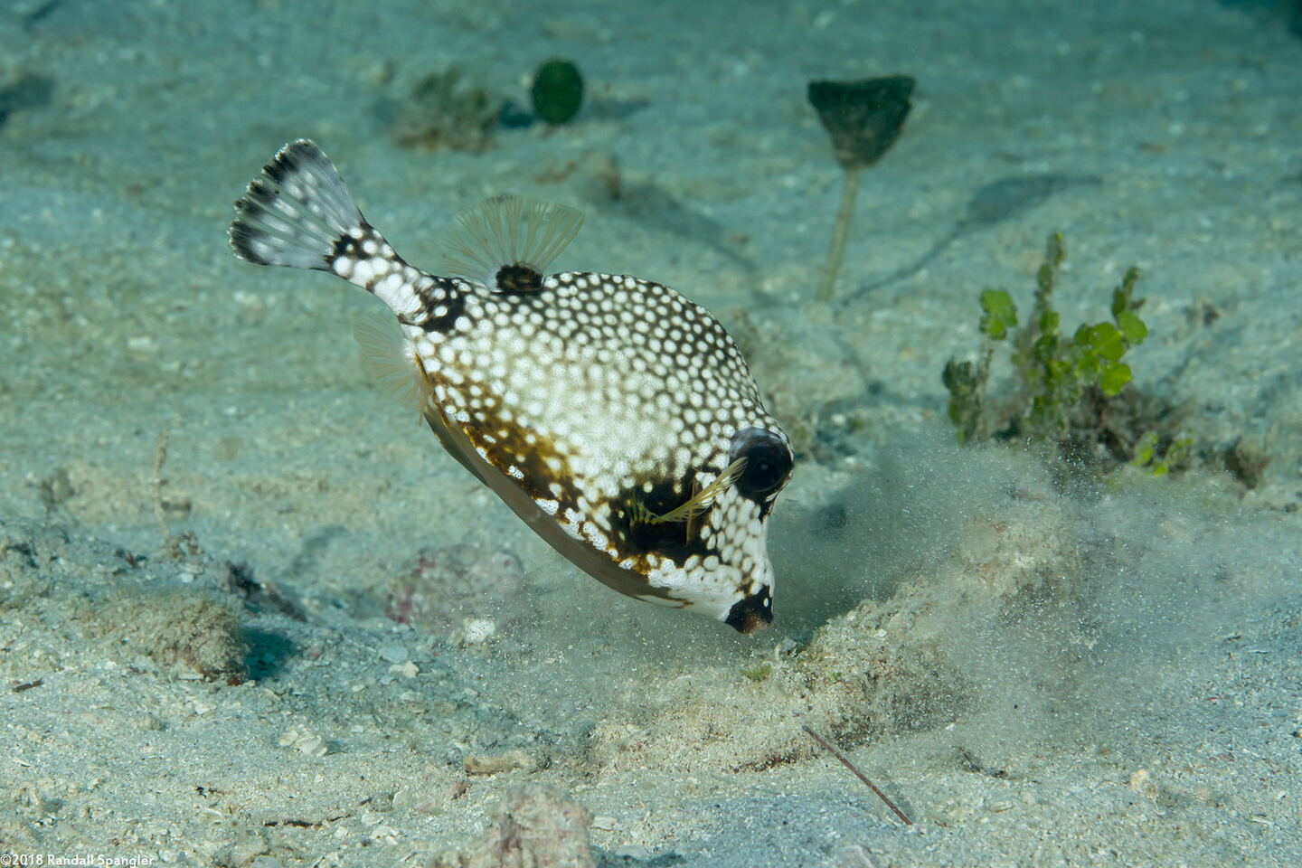 Lactophrys triqueter (Smooth Trunkfish); Blowing sand to look for food