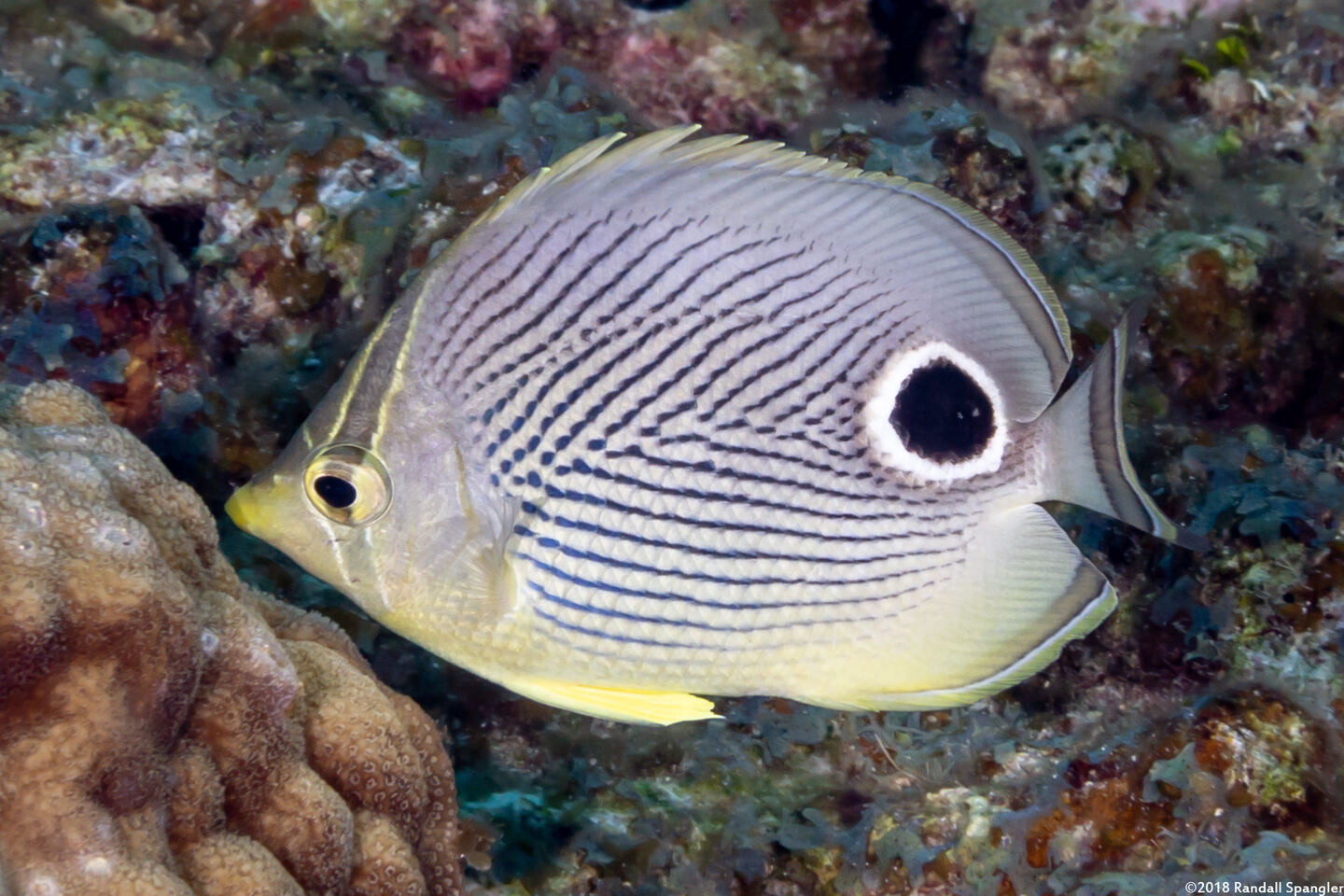 Chaetodon capistratus (Foureye Butterflyfish)