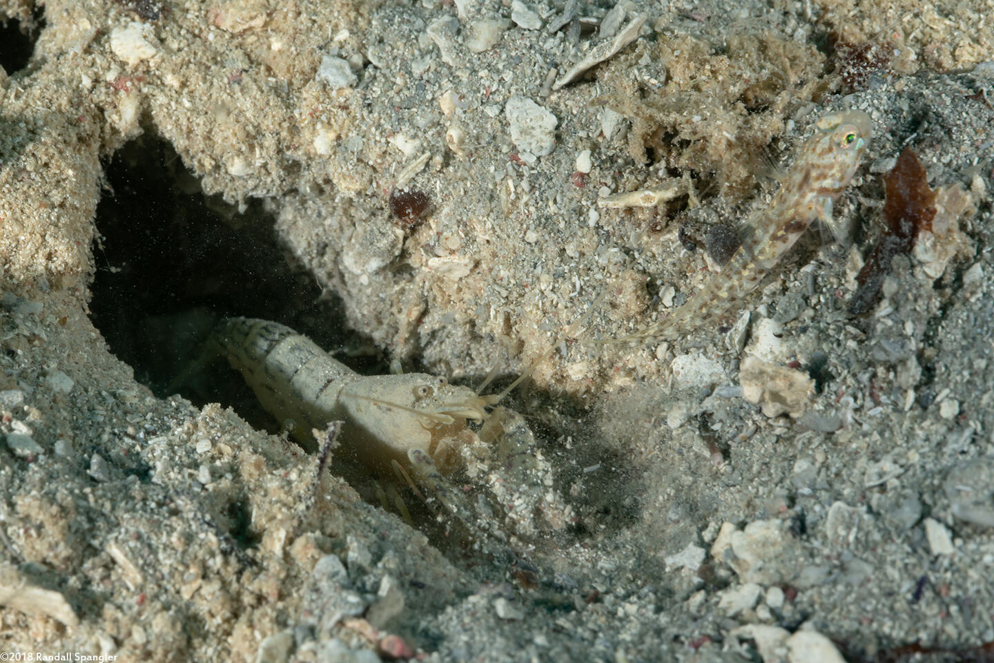 Alpheus cf. floridanus (Sand Snapping Shrimp); With sand snapping shrimp