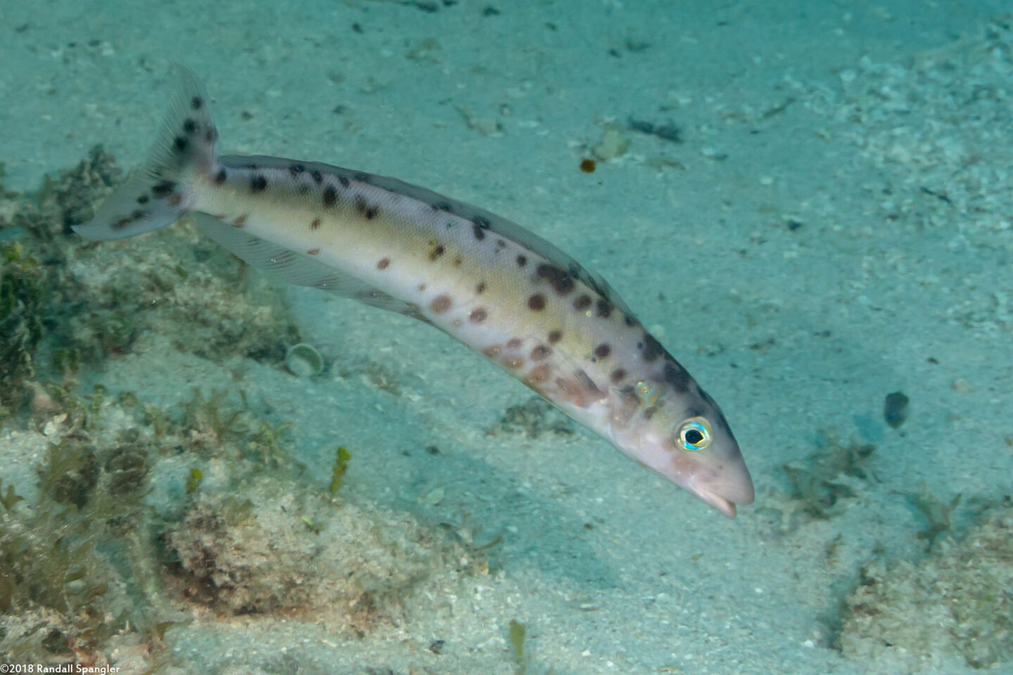 Malacanthus plumieri (Sand Tilefish); Showing black spot syndrome