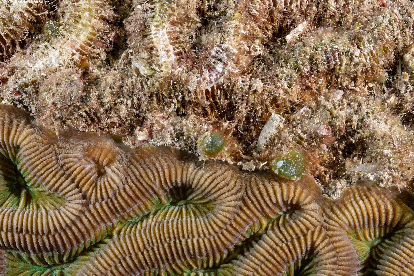 Colpophyllia natans (Boulder Brain Coral); Edge between living and dead coral
