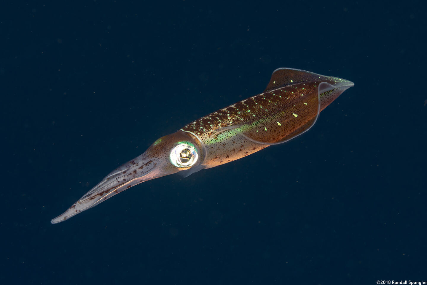 Sepioteuthis sepioidea (Caribbean Reef Squid)