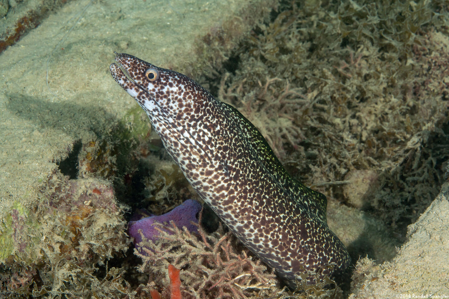 Gymnothorax moringa (Spotted Moray)