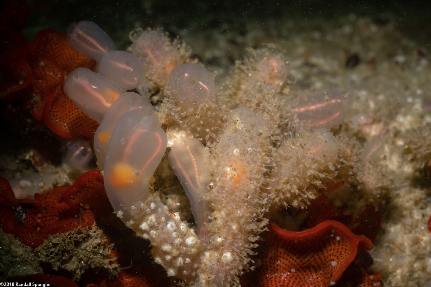 Orthopyxis sp.1 (Orthopyxis sp.1); On light bulb tunicate