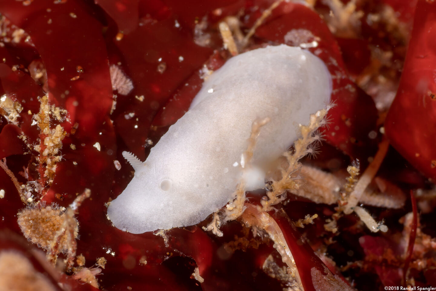 Phyllidiopsis blanca (White Phyllidid)
