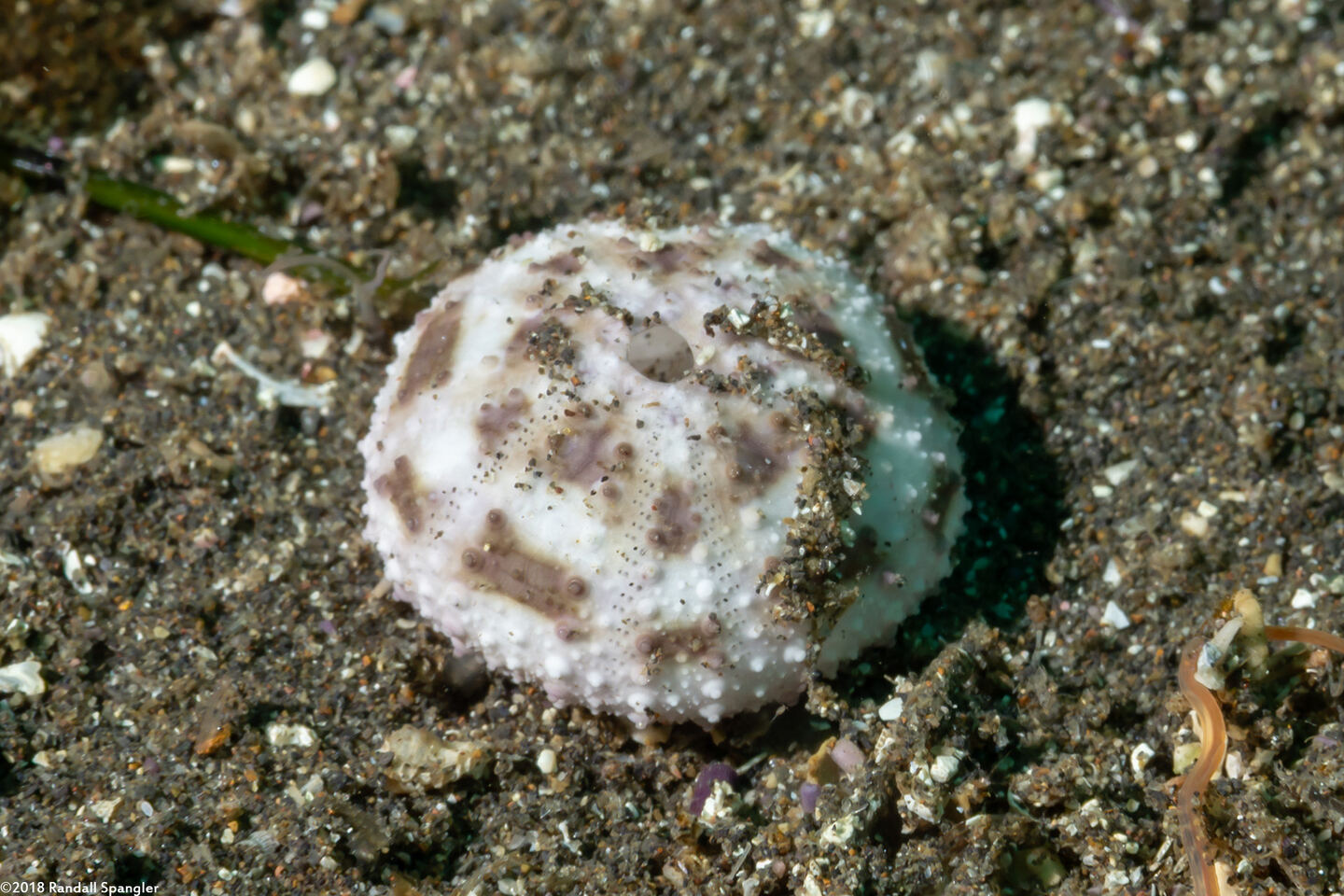 Lytechinus pictus (White Sea Urchin); Urchin test (skeleton)