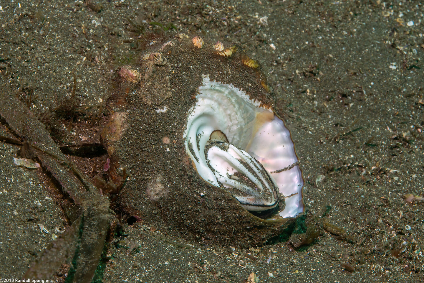 Megastraea undosa (Wavy Turban Snail); Note the deeply grooved operculum (door).