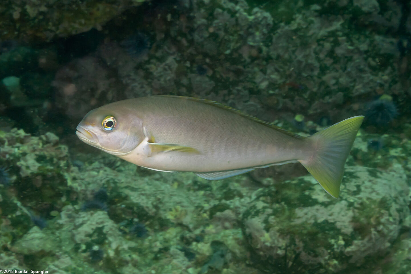 Caulolatilus princeps (Ocean Whitefish)