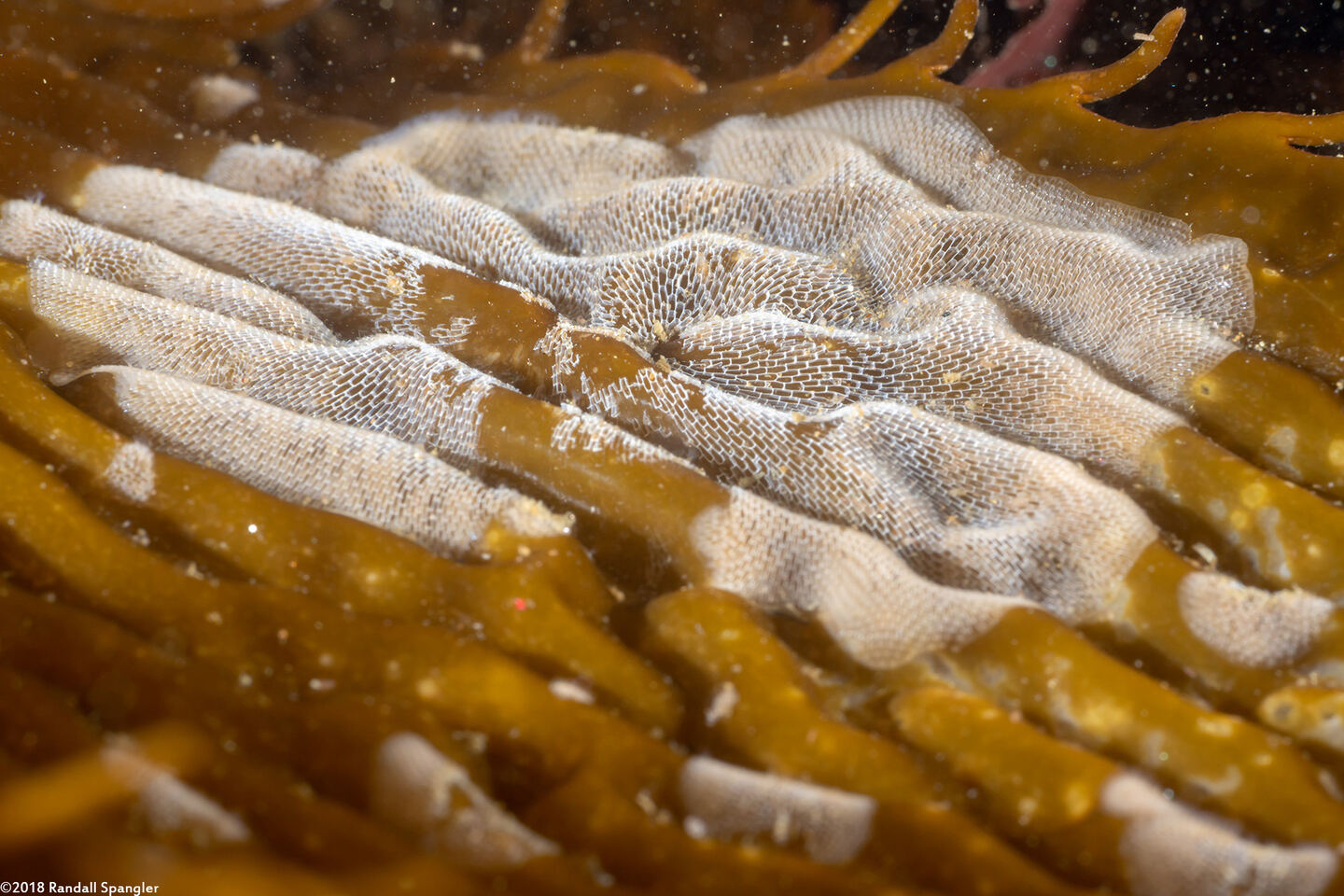 Membranipora villosa (Kelp-Encrusting Bryozoan)