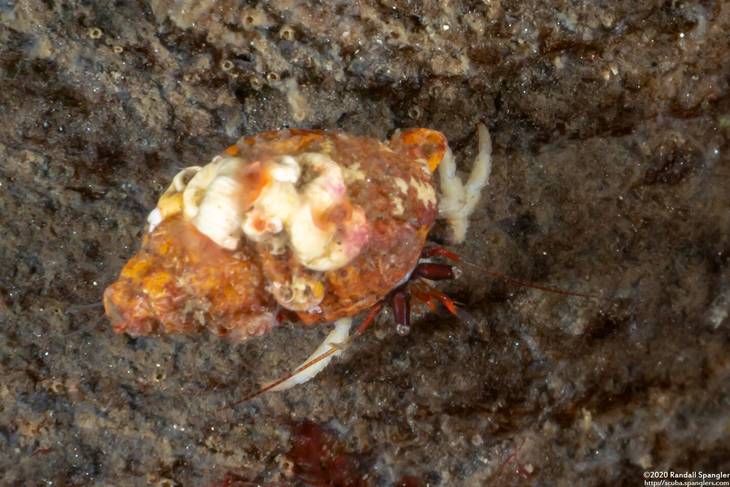 Pagurus granosimanus (Grainyhand Hermit Crab); With unusual white legs; may be molting.