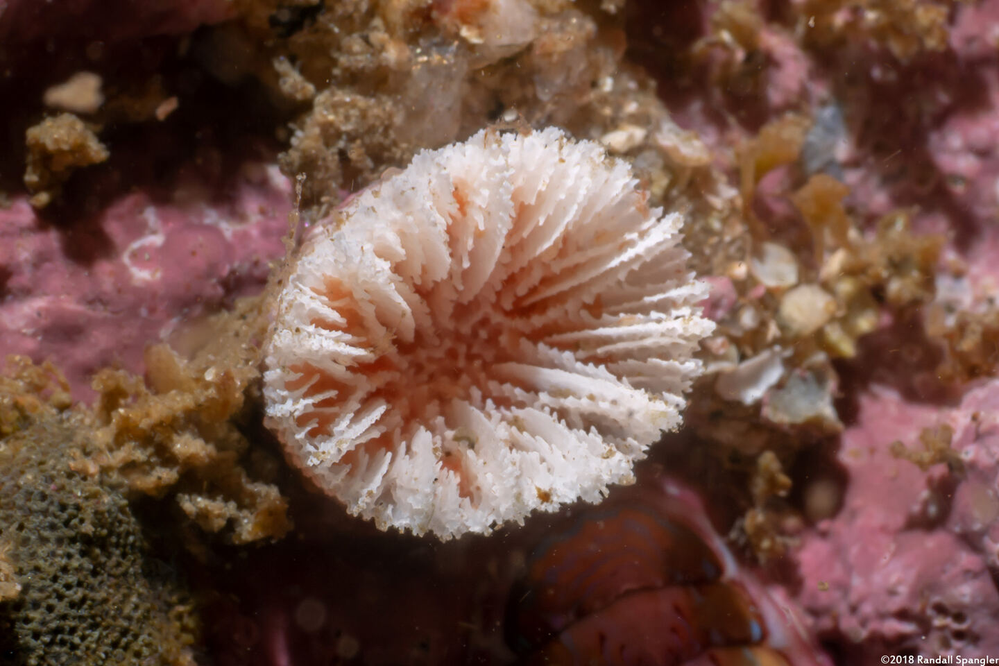 Balanophyllia elegans (Orange Cup Coral); Skeleton